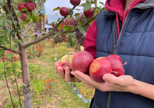 Rozsyp teraz pod jabłonką. Latem gałęzie ugną się od wielkich, soczystych owoców