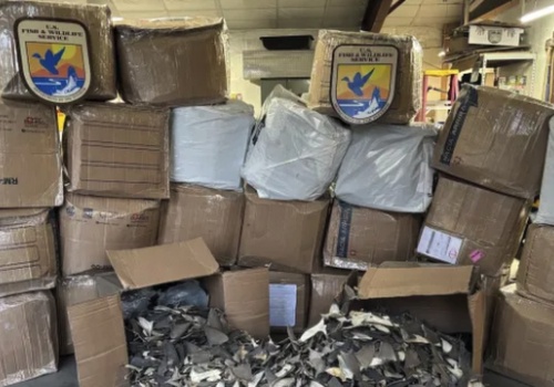 50 tys. płetw rekinów jako części samochodowe. Rozbita siatka przemytników