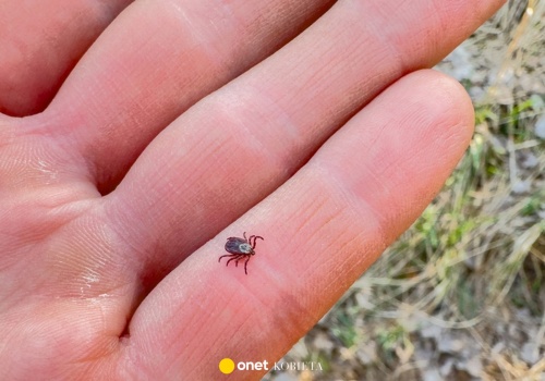 Gdzie kleszcze mogą się ukryć? Miejsca, które warto sprawdzić po spacerze