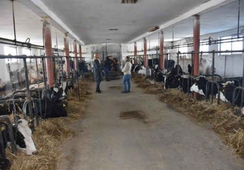 Co roku kupują nową maszynę i zwiększają produkcję mleka. Młodzi rolnicy idą do przodu