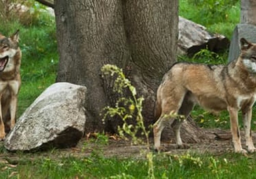 Trute, rozjeżdżane autami, uderzane siekierą. Polska Ludowa tępiła wilki bez opamiętania