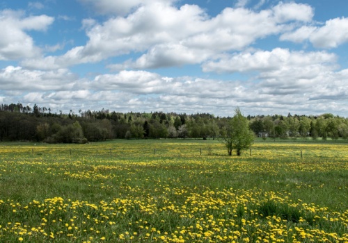 Zaczyna kwitnąć roślina przed którą ostrzegali rodzice. Okazuje się, że niesłusznie