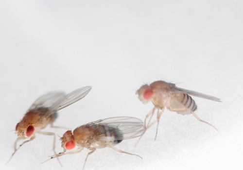 Genetycznie modyfikowane ryby i muszki owocowe neutralizują rtęć