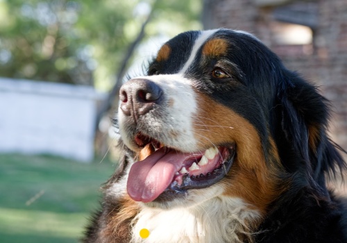 Psy jako terapeuci? Ta szkoła jest pionierem dogoterapii w Polsce