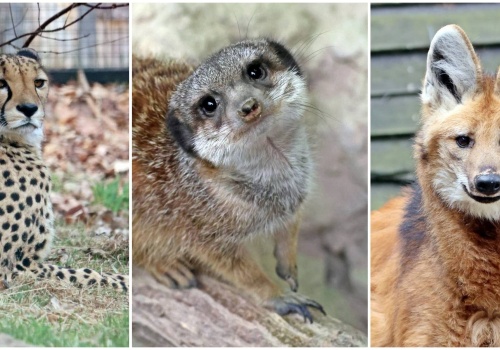 Gepard Bandzior, rozbrykane surykatki i pampasowiec grzywiasty zamieszkały w gdańskim zoo