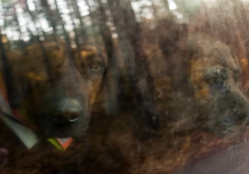 Blisko 200 psów w Parku 1000-lecia. Wystawa kynologiczna w Chojnicach