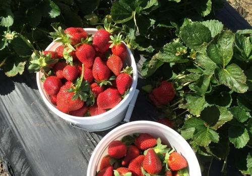 Zrób to z truskawkami do końca kwietnia. W czerwcu zbierzesz dwa razy więcej owoców