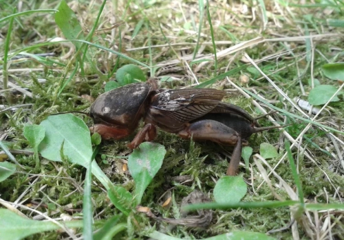 Masz turkucia podjadka w ogrodzie? Wylezie sam po tej miksturze z kuchni