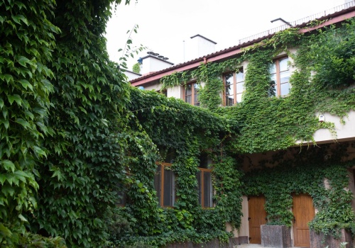 Jak pozbyć się bluszczu? Odetnij go w jednym miejscu, a zacznie sam znikać