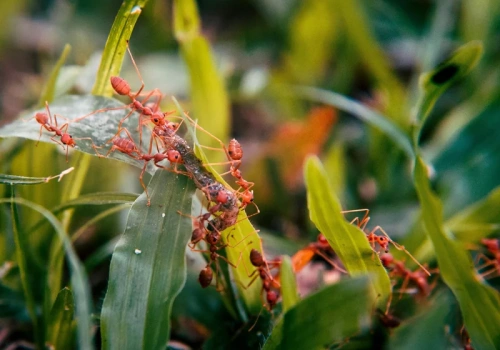 Zblenduj to warzywo i wlej do mrowiska. Mrówki znikają nawet w jeden dzień