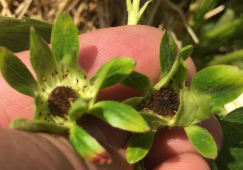 Przymrozki i śnieg wracają. Jagodowym grożą kolejne uszkodzenia