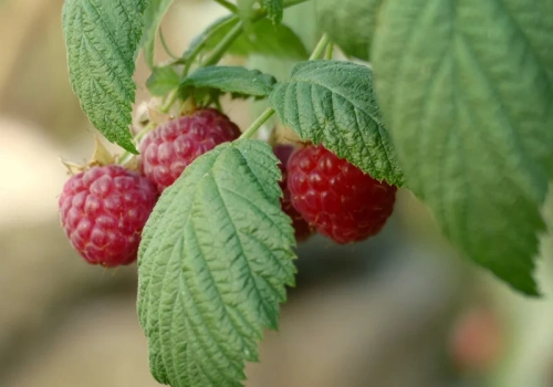 Rozsyp to pod malinami wiosną, a latem nie nadążysz ze zbiorem. Owoce będą większe i słodsze