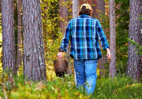 Grzyby w lasach już są. Pojawiły się rarytasy, ale łatwo o fatalną pomyłkę