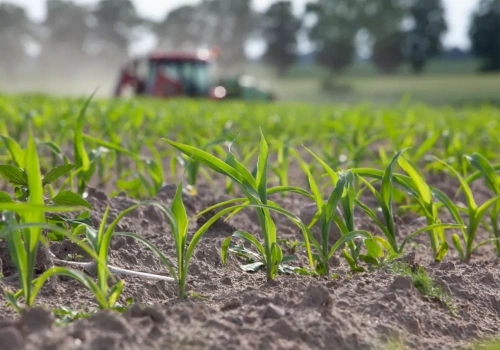 Nawożenie dolistne – jak szybko rośliny pobierają składniki pokarmowe?