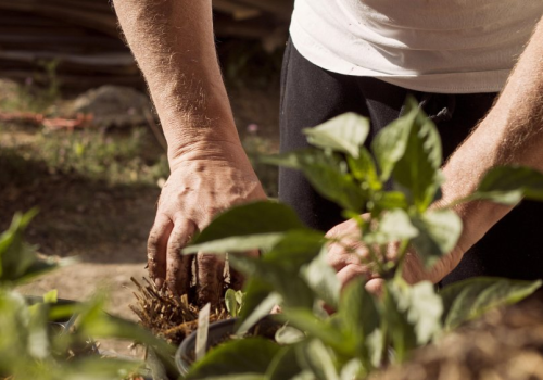 Popularna roślina będzie zakazana, a nadal jest w sprzedaży. Kara do 1 mln zł