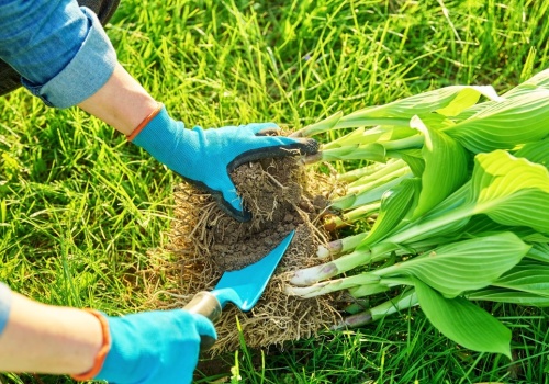 To najlepszy termin by przesadzić funkie. Sprawdź i nie przegap