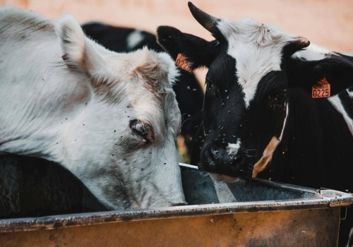 Czosnek chroni bydło przed muchami. Trzeba go dodać do wody