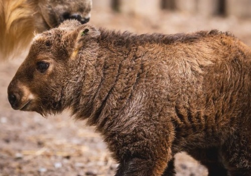 Jest mała i złota. Niezwykle tajemnicze zwierzę urodziło się w Polsce