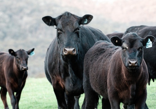 Ponad 200 tys. hektarów i stado 10,5 tysiąca sztuk bydła na sprzedaż