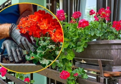 Sadzić kwiatki na balkonie już teraz, czy poczekać? Wtedy jest najlepsza pora