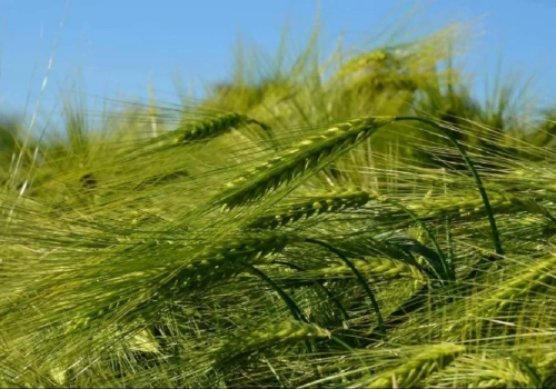 Rolnicy będą mieć lepszą paszę? Zatwierdzono nową odmianę jęczmienia
