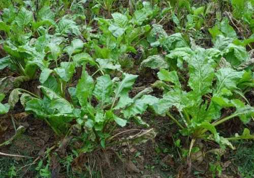 Polska jednym z filarów cukru w UE. Co szósty kilogram z naszych pól