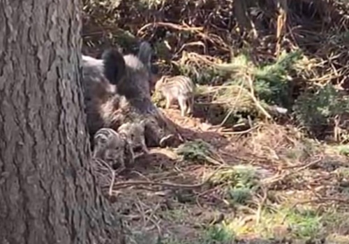 Dziki po kilku dniach opuściły teren AWF. 