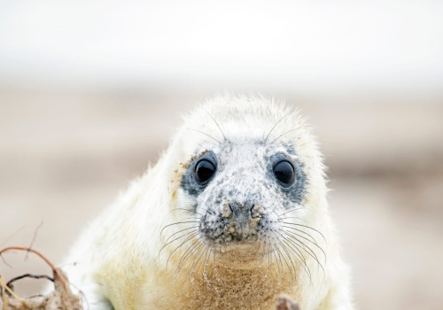 Sporo małych fok wyszło na polskie plaże i wymaga pomocy. Co się dzieje?