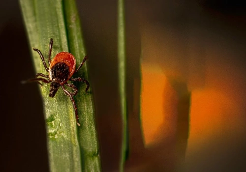 Program profilaktyki boreliozy w Gorzowie Wlkp. Nawet 850 osób skorzysta z bezpłatnych badań