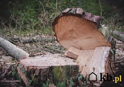 Oddają drewno za darmo! Niektórzy w ten sposób ogrzewają się całą zimę