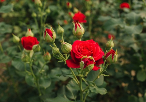 Twoje róże nie mają pąków? Ogrodnik zdradza, co robisz źle