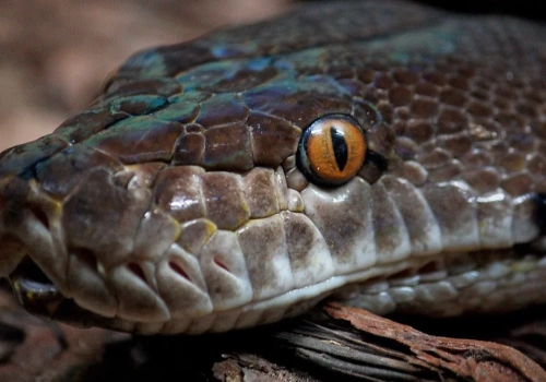 Żmij. Poczet postaci, duchów i demonów występujących w podaniach i legendach
