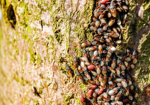Plaga oblepia drzewa i wdziera się do mieszkań. Ten owad opanowuje Polskę