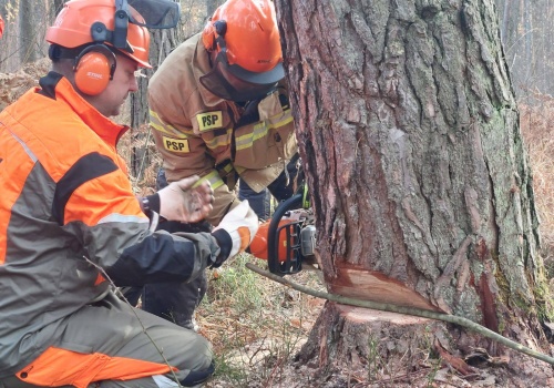 Wycinka drzew. Komendant Główny PSP zatwierdził nowy program