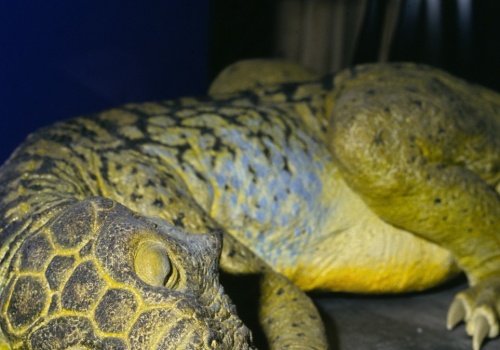 Dinozaur jak smok wawelski. Zaskakująca zawartość żołądka