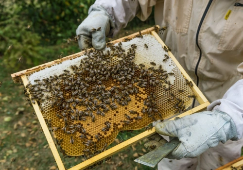 Rząd Tuska wbija nóż w plecy pszczelarzom? Spór o pszczoły rozpala polityków