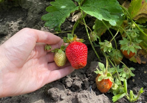 Wlej to pod truskawki już w kwietniu. W sezonie krzaki ugną się od dorodnych owoców