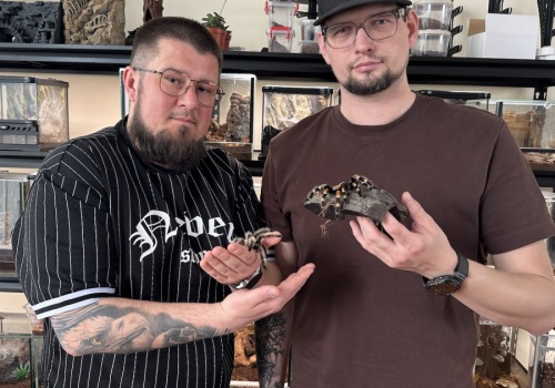 Pająki bez strachu. Pasjonaci z Konina pokazują ich prawdziwe oblicze