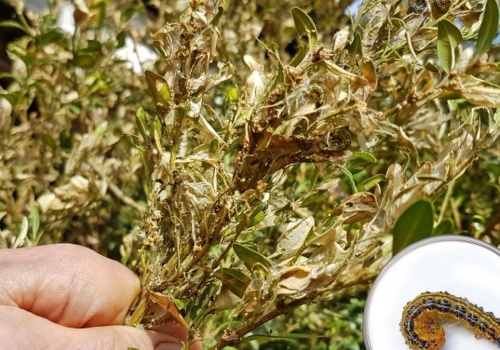 Wygląda dziwnie, ale działa. Trik, który zabija ćmę bukszpanową