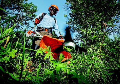 Kleszcze a koszenie trawy. Co wykazały badania Uniwersytetu Jagiellońskiego?