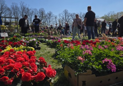 Ogrodnicze święto w Piotrkowie Trybunalskim