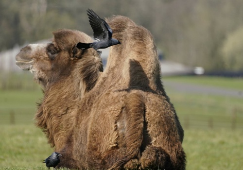 Amok w zoo. Zwierzęta nie mają spokoju. Ptaki posuwają się do kradzieży