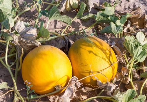 Wysiej już teraz, a w sierpniu zbierzesz obfity plon. Ten owoc to hit lata