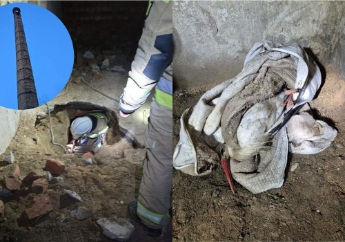 Pobiedna: strażacy uratowali bociana, który się zagapił i wpadł do komina