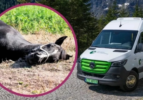 Tylko koni żal. Będą ciągle wjeżdżać na Morskie Oko