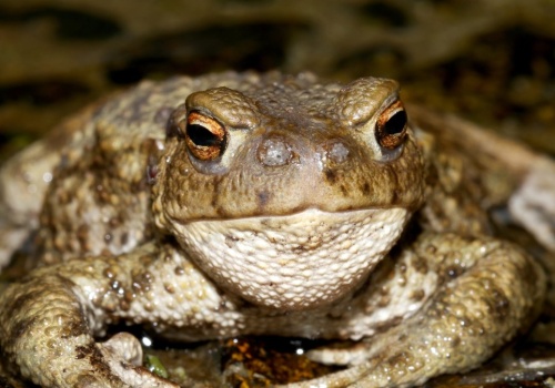 Zasadzili się w mieście na ropuchy, by je wyłapać. Odkryli brutalną prawdę