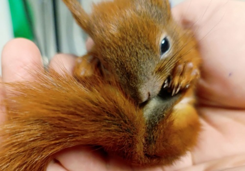 Trzy małe wiewiórki trafiły do krakowskiej fundacji. Trwa walka o ich szybki powrót do zdrowia