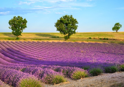 Prowansja na przedłużony weekend za 741 PLN 🥰💜 Loty na przedłużony weekend + hotel 🇫🇷🥐