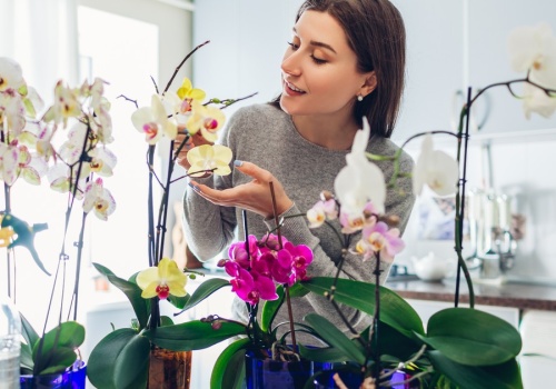 Chcesz przesadzać storczyka? Ten moment ma kluczowe znaczenie, by zakwitł ponownie