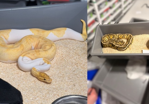 Znaleźli 148 węży w mieszkaniu w Krakowie. Jeden uciekł na klatkę schodową i wystraszył sąsiadów